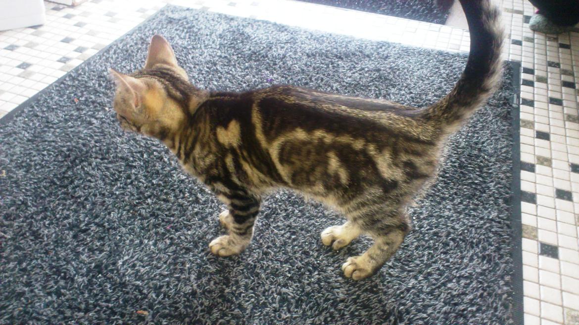 Blanding af racer Kenda billede 4