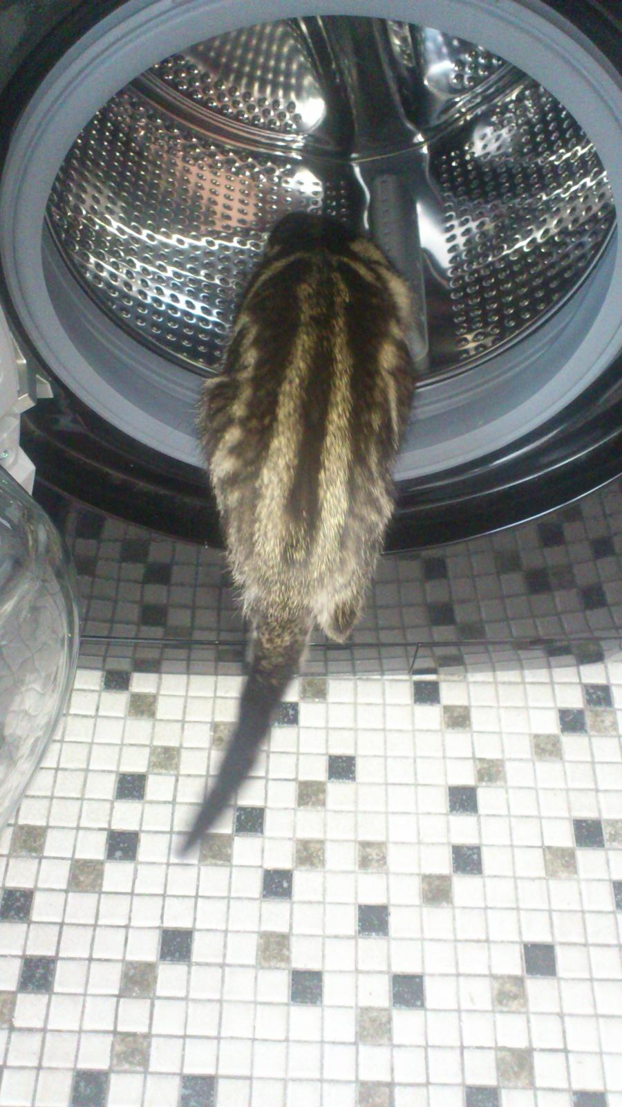 Blanding af racer Kenda billede 5