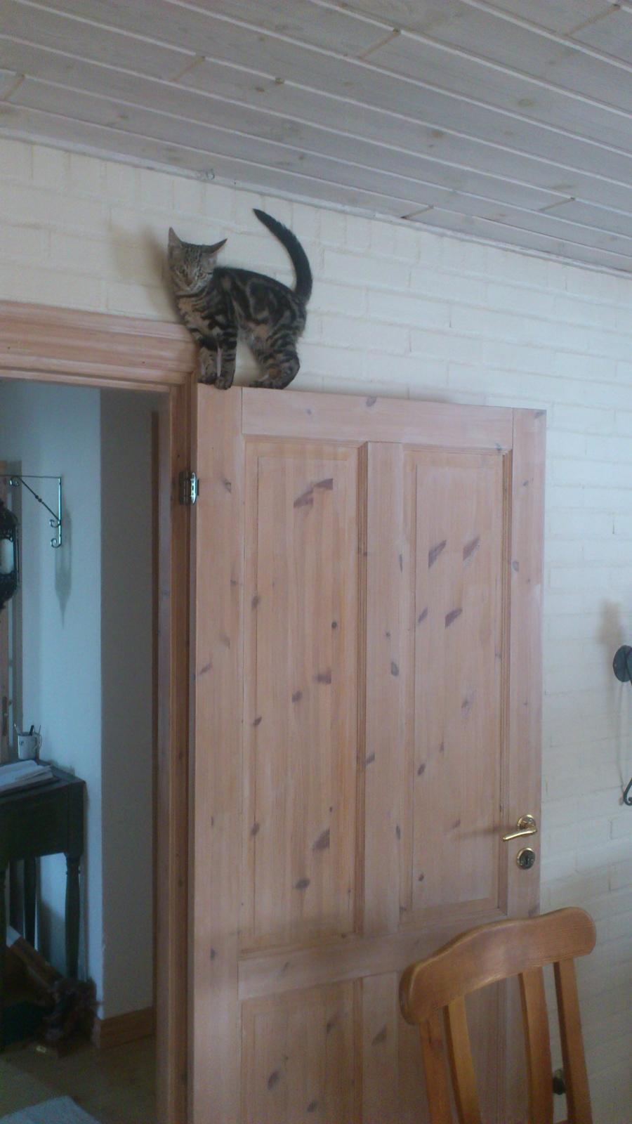 Blanding af racer Kenda billede 6