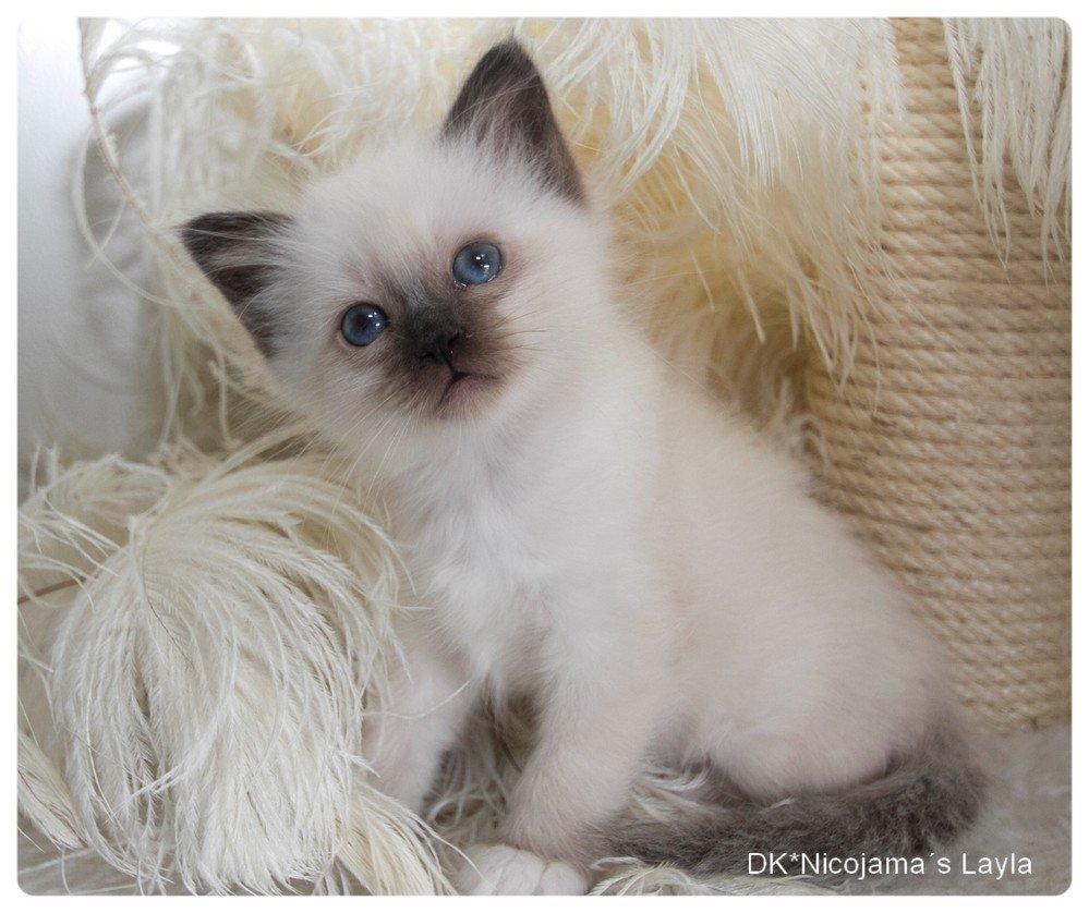 Hellig Birma LAYLA - så sød og smuk <3 billede 1
