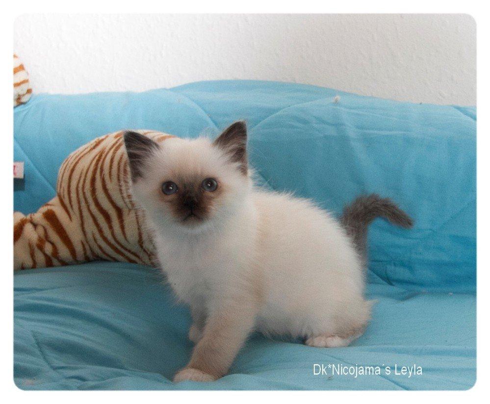 Hellig Birma LAYLA - Laiya billede 2