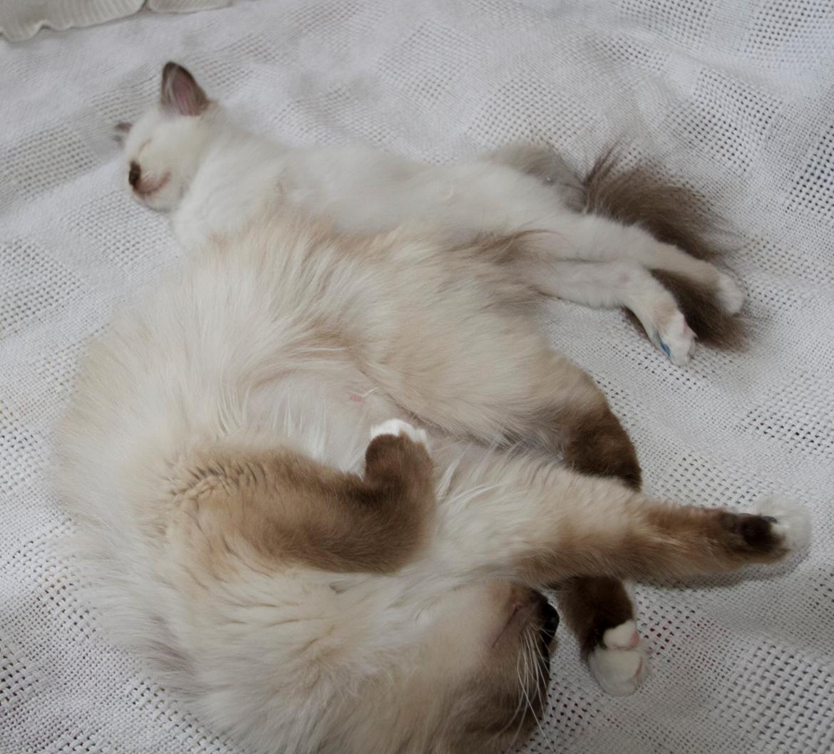 Hellig Birma LAYLA - Hygger med mor<3 billede 3