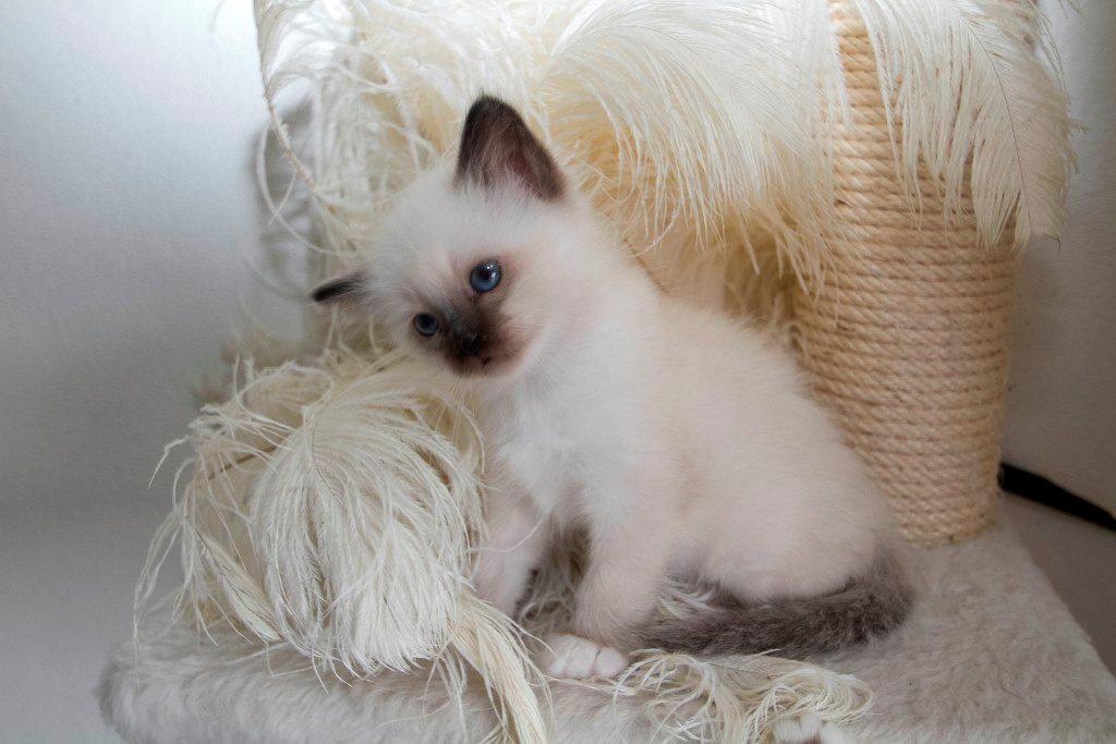 Hellig Birma LAYLA - yndig. billede 4