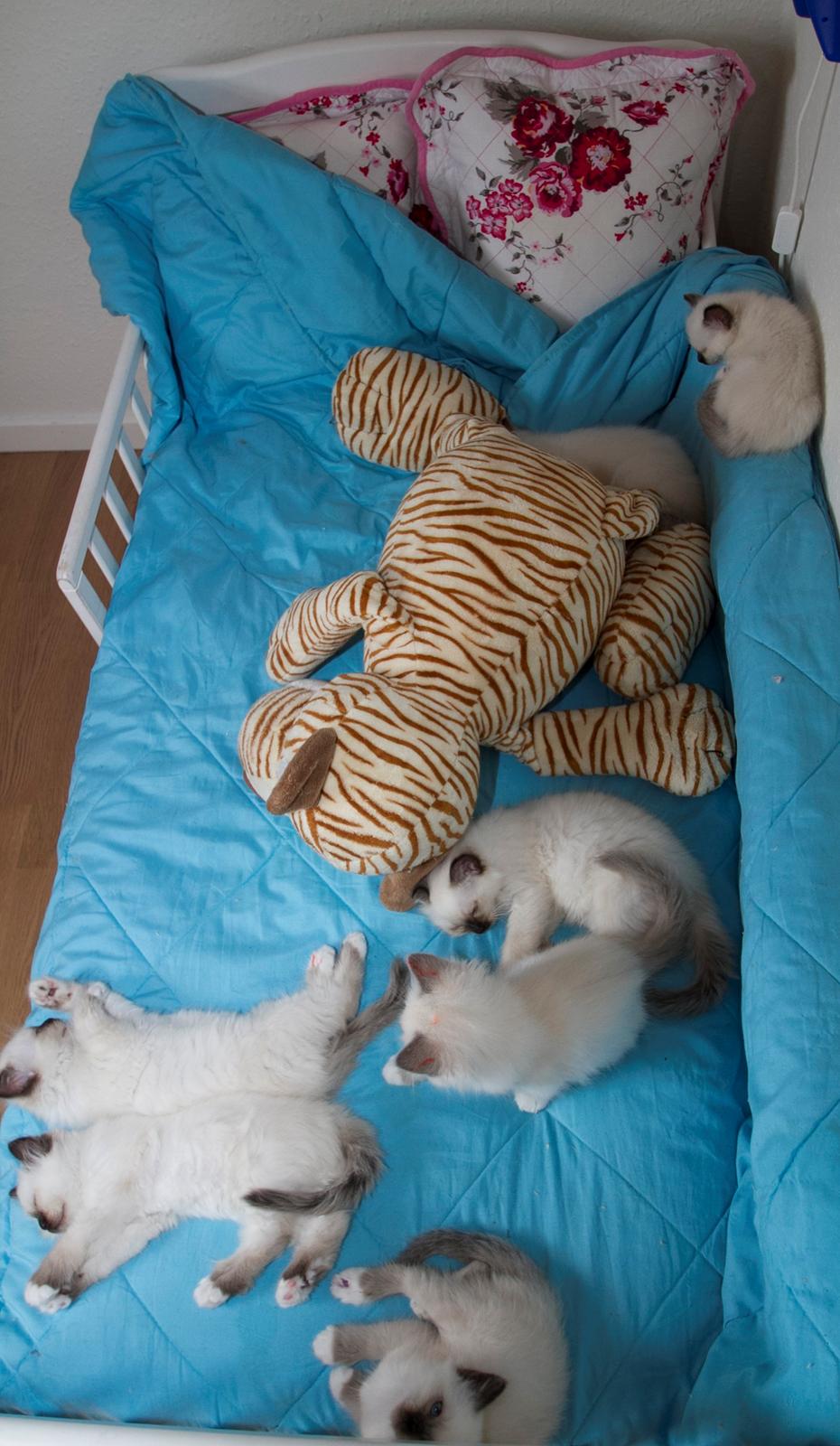 Hellig Birma LAYLA - Layla og hendes smukke søskende billede 5