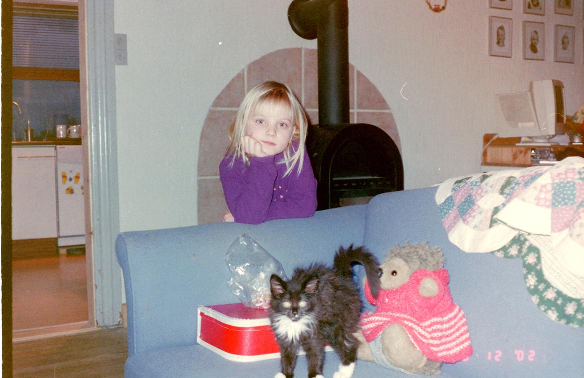 Norsk Skovkat DK Hopeless Tribes Chastine-Frida - Frida som lille! <3 billede 17