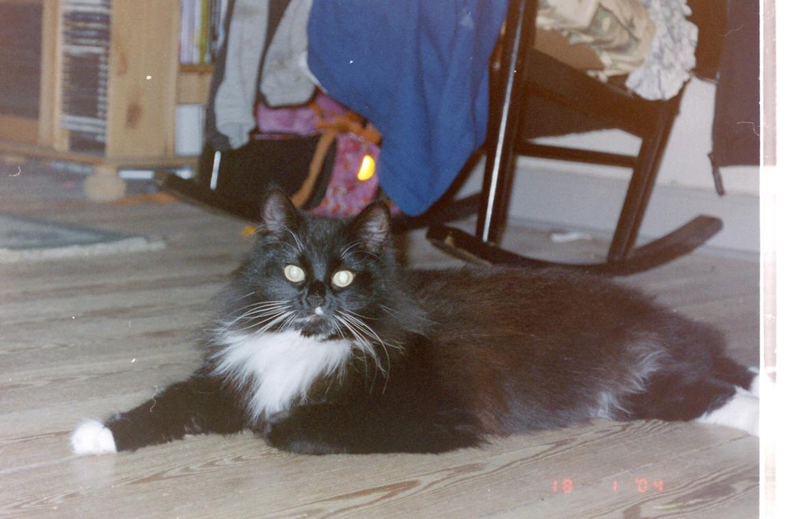 Norsk Skovkat DK Hopeless Tribes Chastine-Frida billede 18