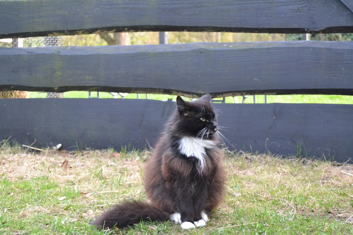 Norsk Skovkat DK Hopeless Tribes Chastine-Frida billede 1