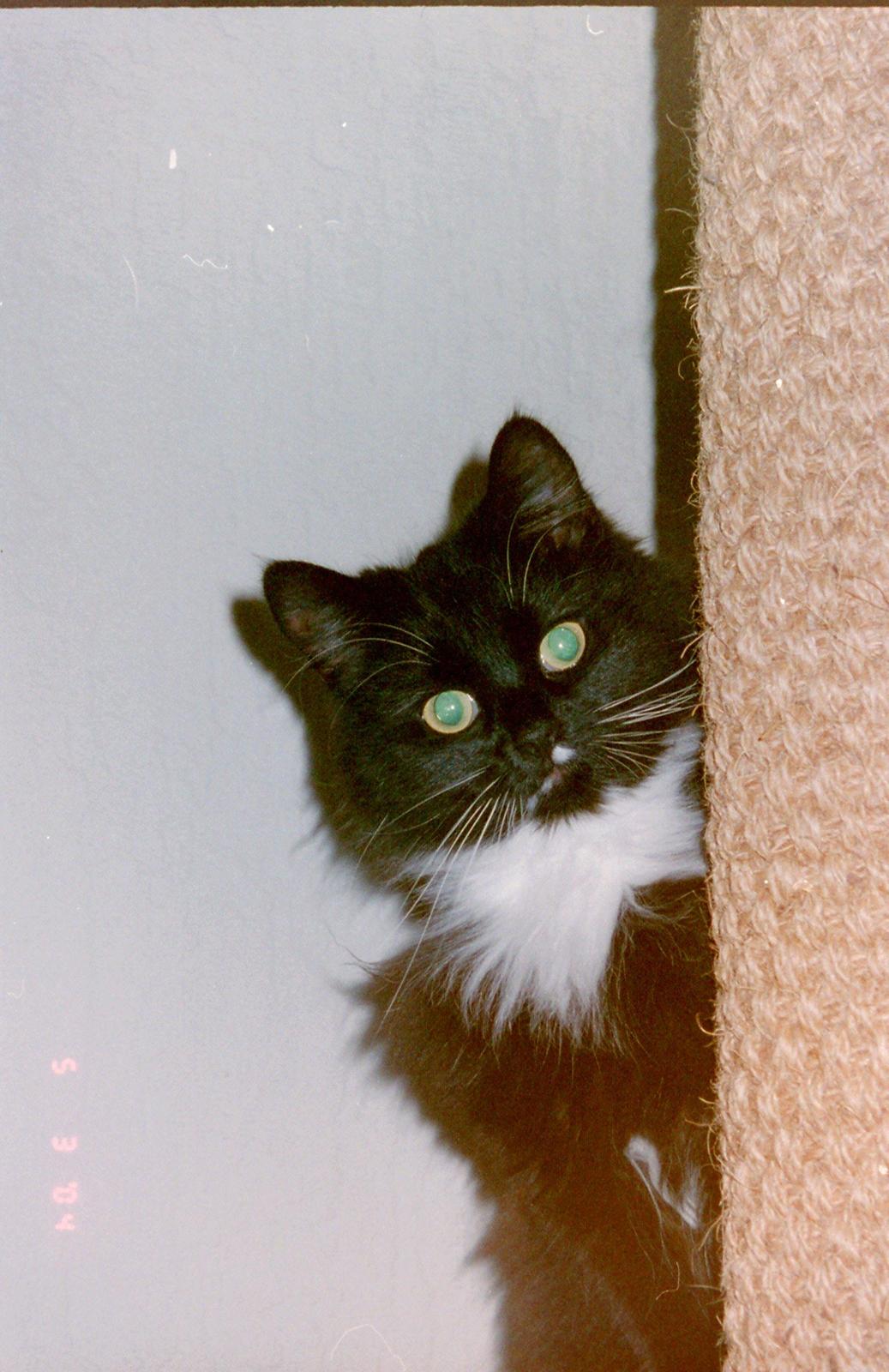 Norsk Skovkat DK Hopeless Tribes Chastine-Frida billede 19