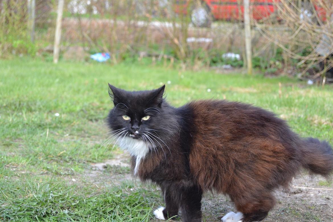 Norsk Skovkat DK Hopeless Tribes Chastine-Frida billede 20