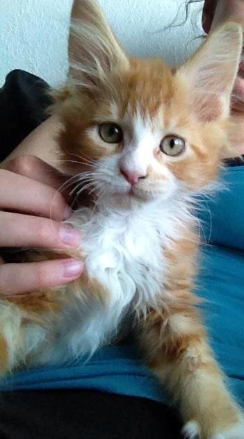 Maine Coon Basse - Dejlige Basse.  billede 13