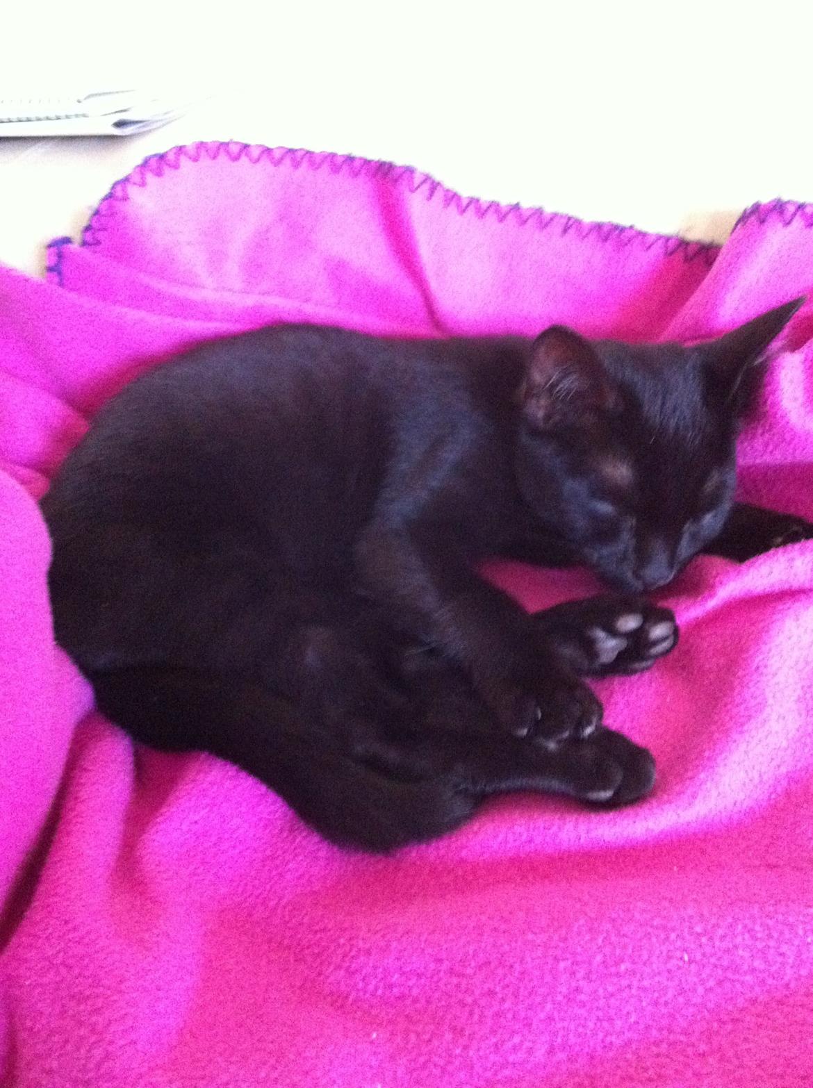 Huskat Mis - Søde, sovende mis! <3 billede 2