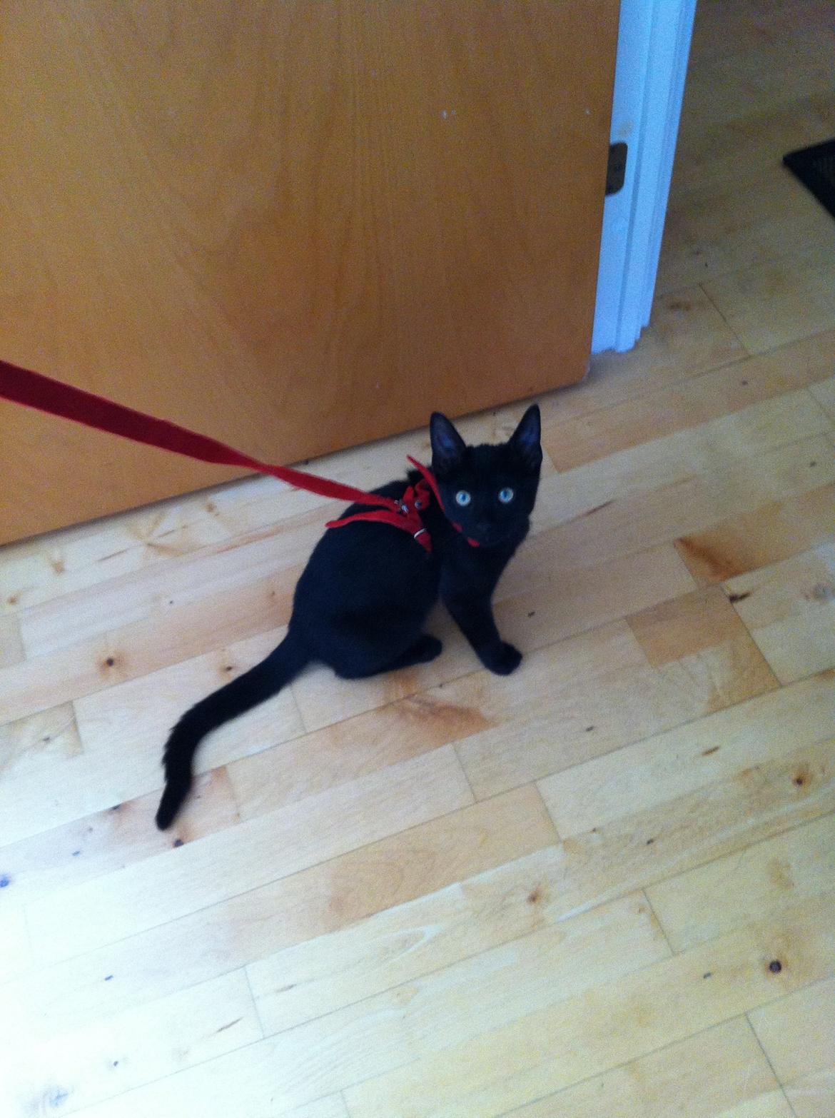 Huskat Mis - Velkommen til mis' profil! :) billede 1