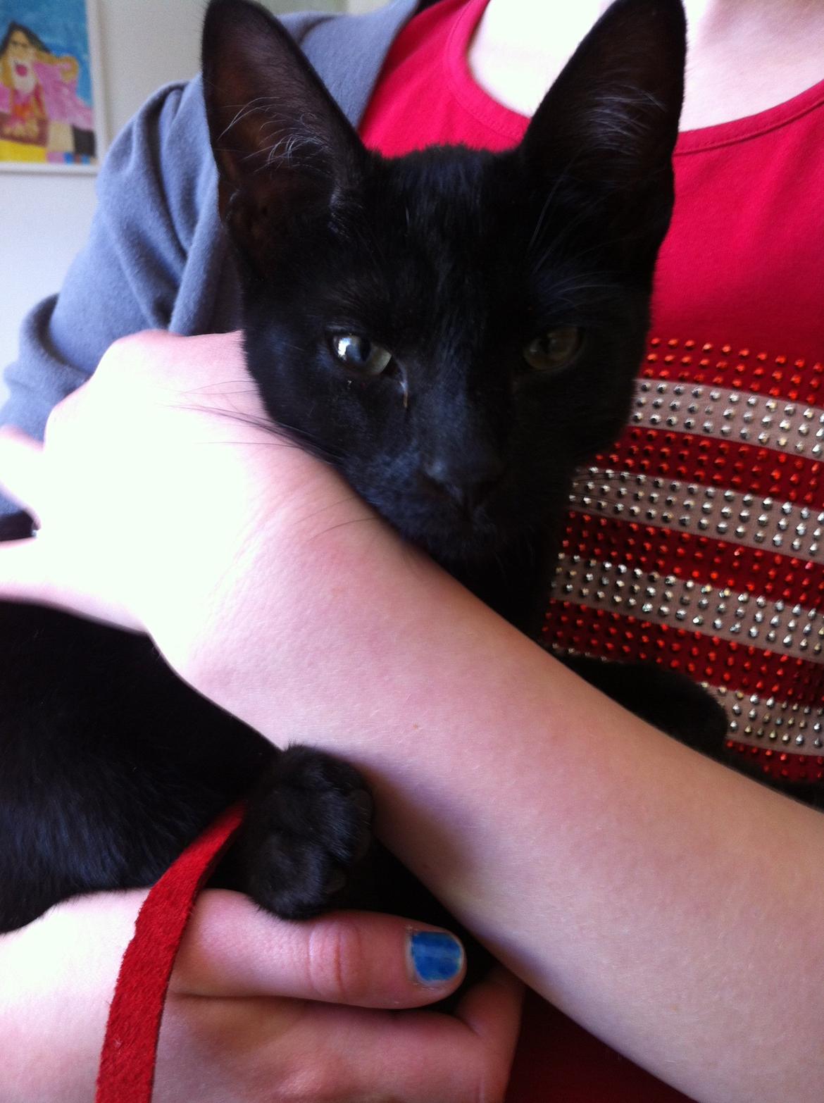 Huskat Mis - Putte katten :) billede 4