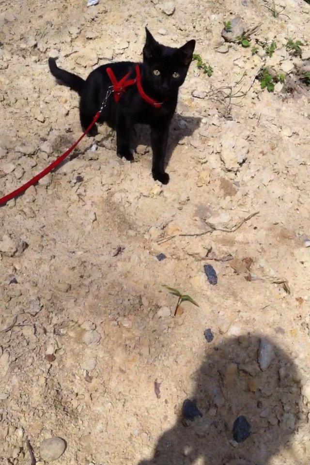 Huskat Mis - Missen <3 <3 <3 billede 3