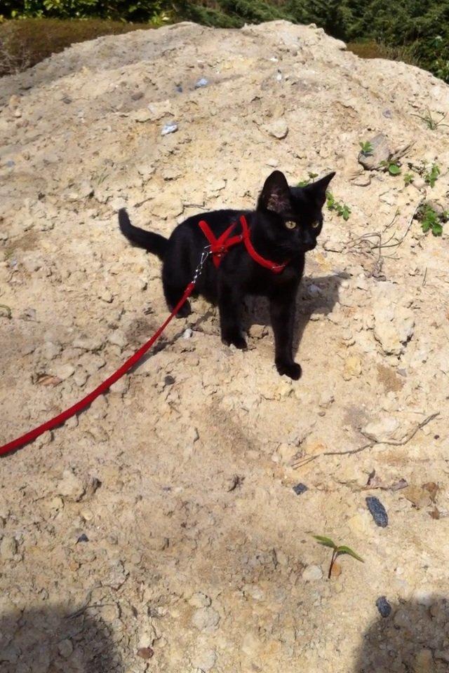 Huskat Mis - my boy <3 billede 5