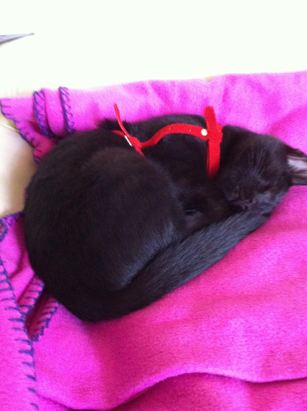 Huskat Mis - Du får mig til at smile!!!! <3 billede 6