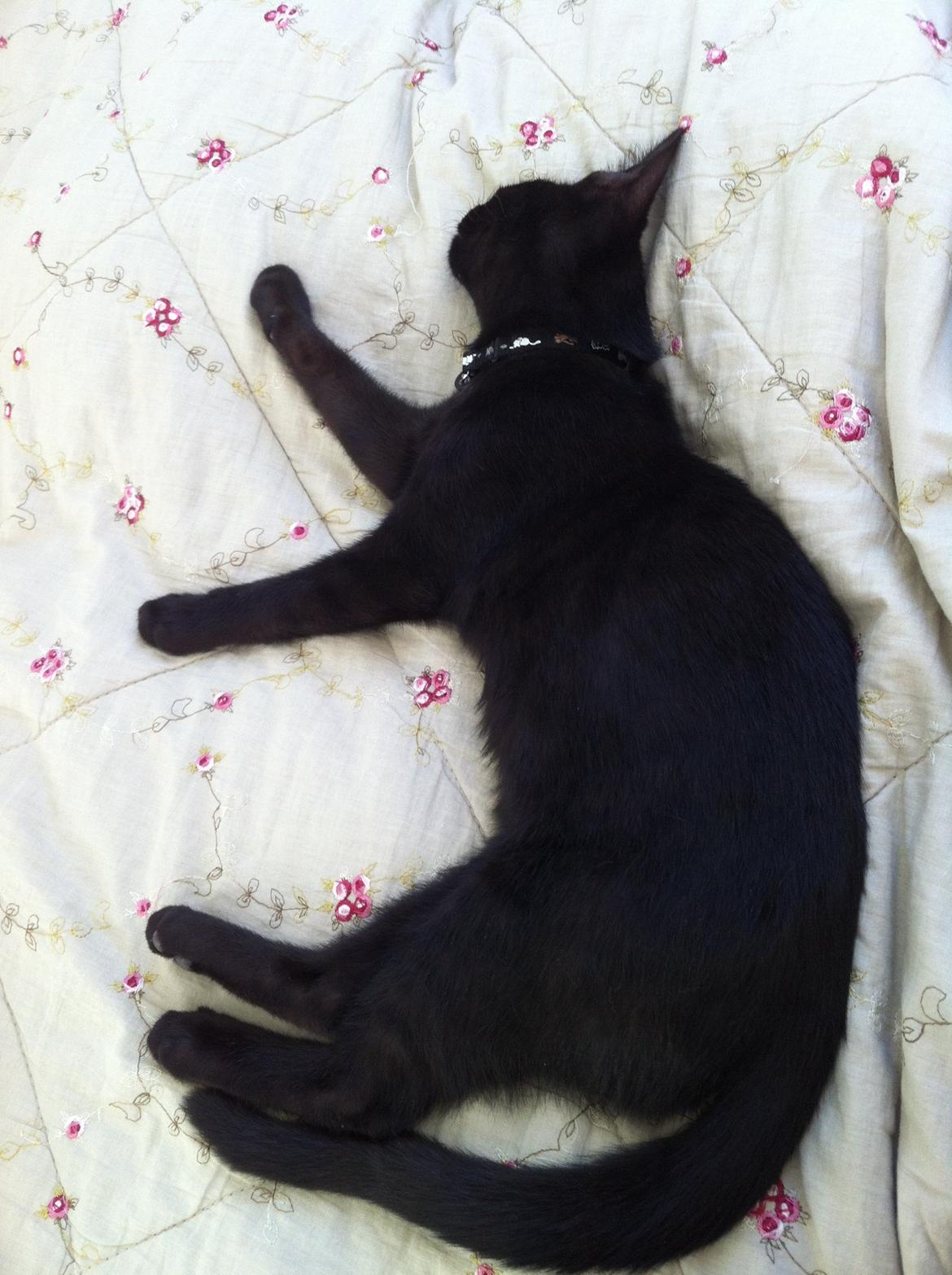 Huskat Mis billede 8