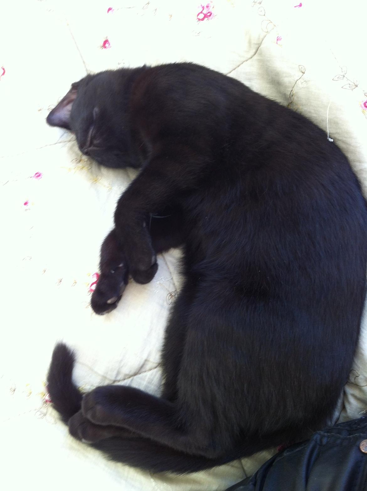 Huskat Mis billede 9