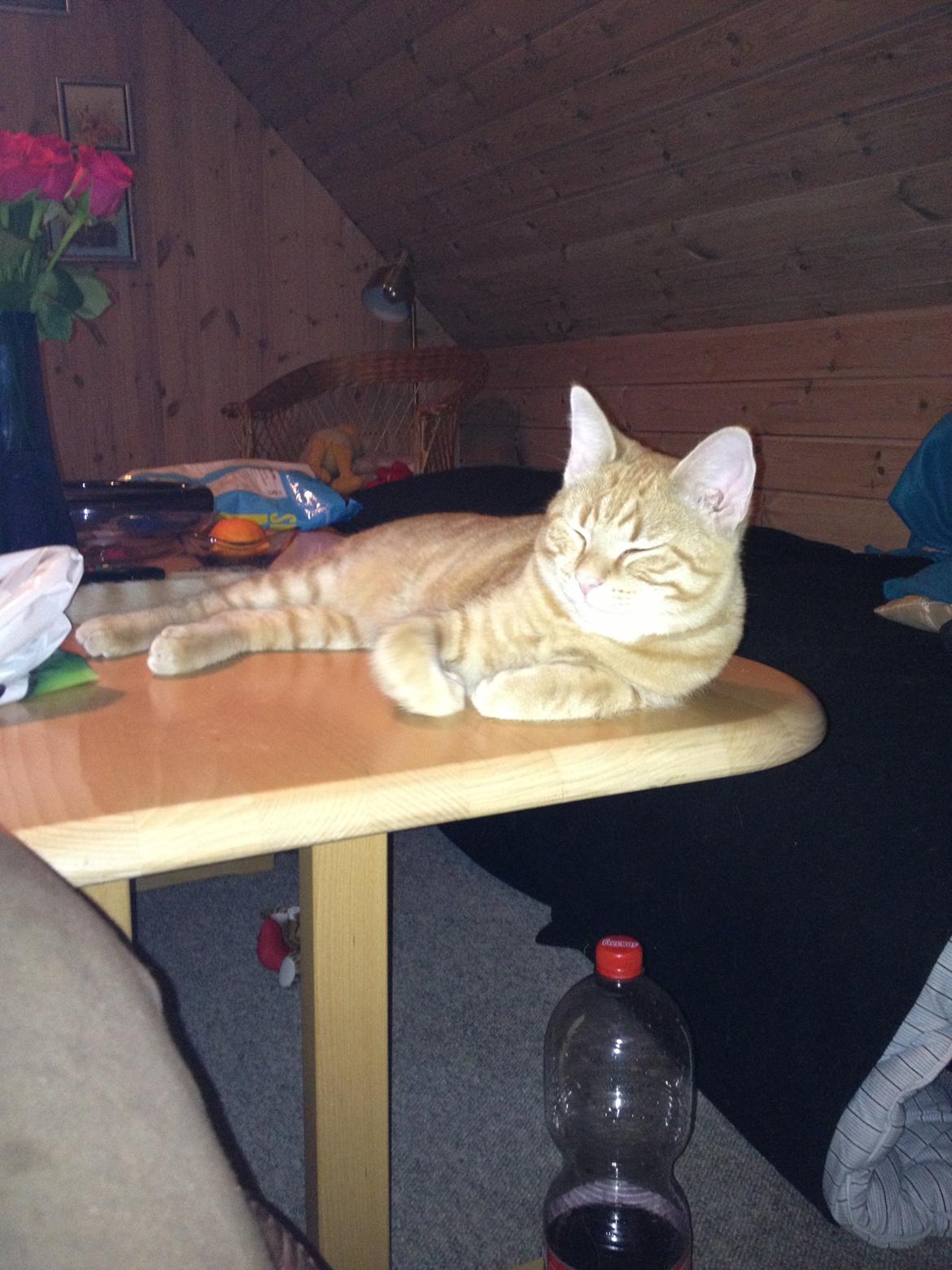 Huskat Toulous billede 7
