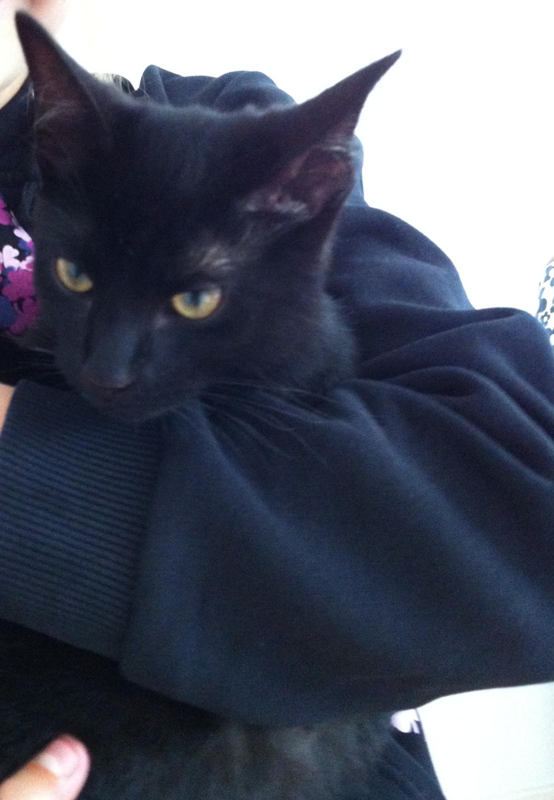 Huskat Mis billede 10