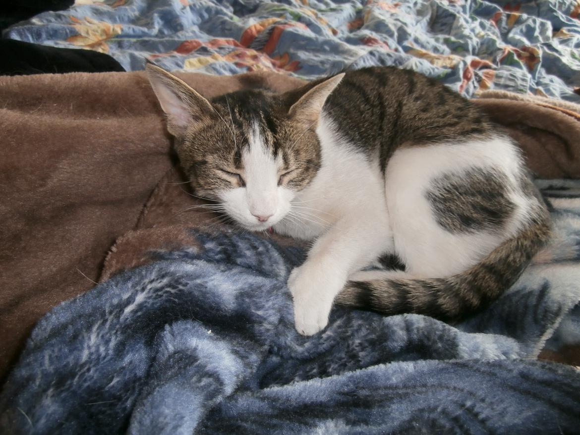 Huskat Frida billede 1