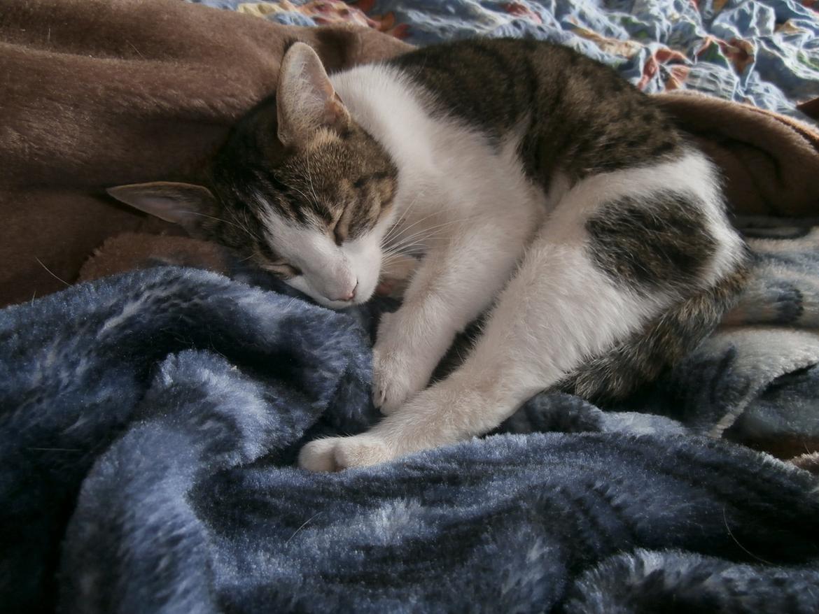 Huskat Frida billede 2