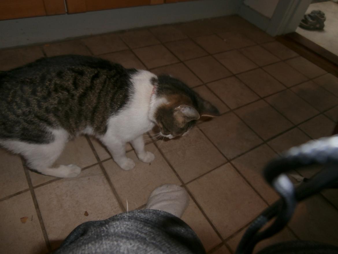Huskat Frida billede 3