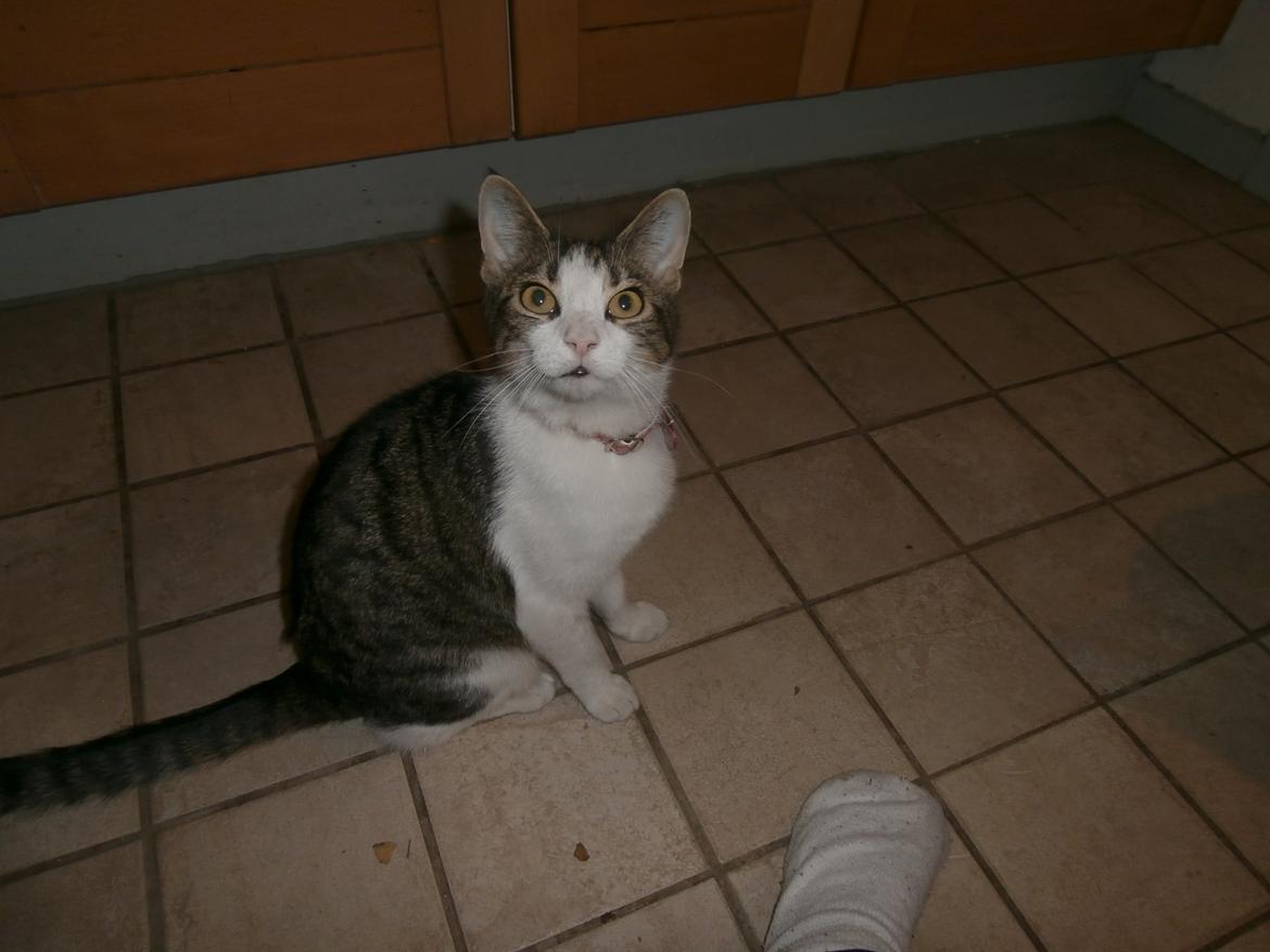 Huskat Frida billede 4