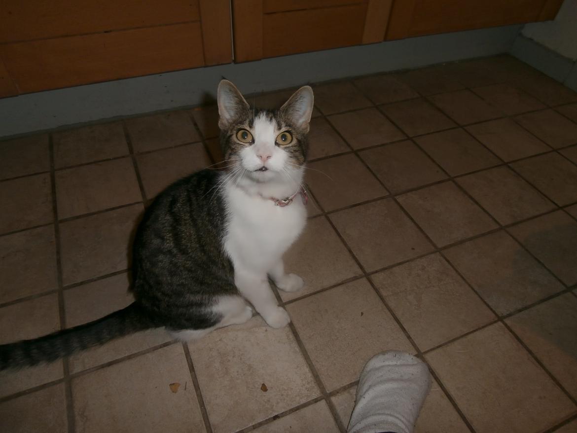 Huskat Frida billede 5