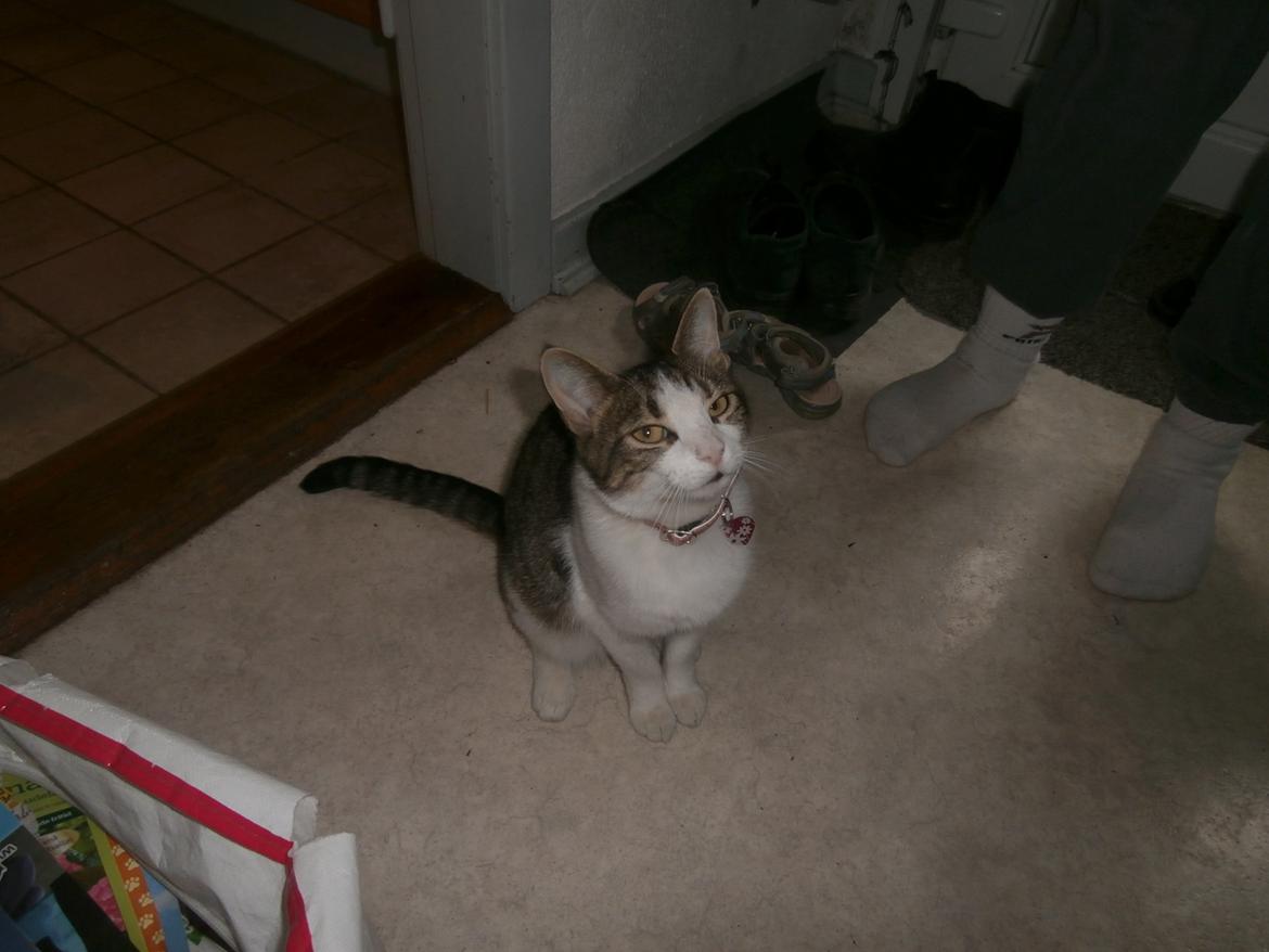 Huskat Frida billede 6