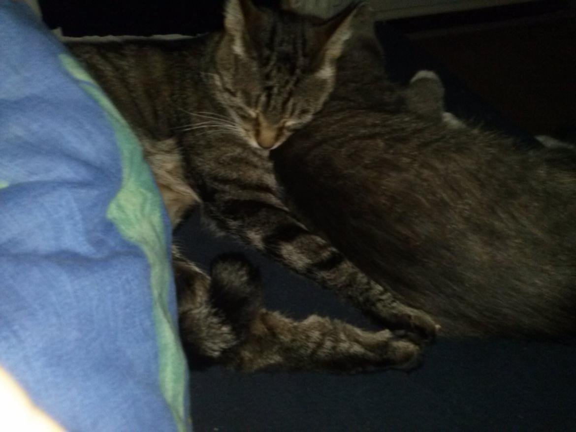 Huskat Basse billede 7