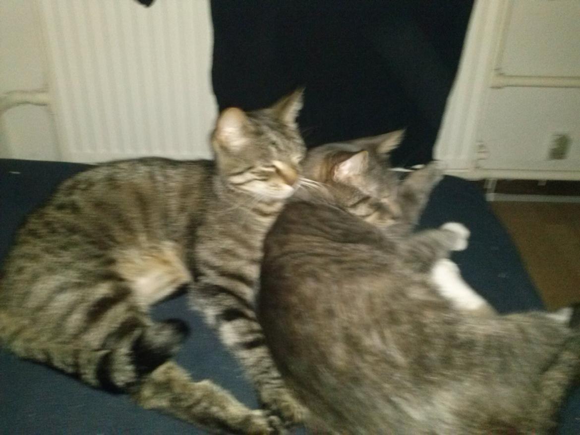 Huskat Basse billede 1