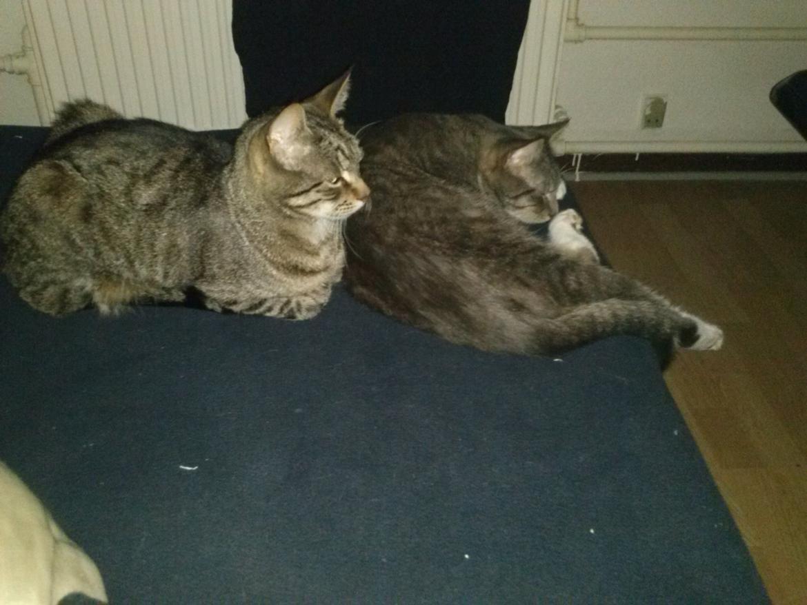 Huskat Basse billede 8