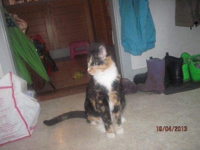 Huskat Sille billede 4