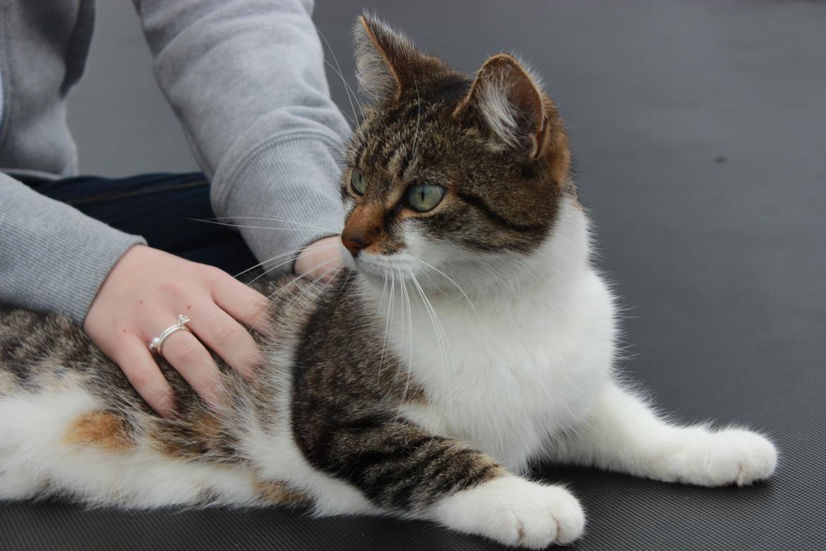 Manx ~ Frida AkA. Mis - ♥.
Forår 2013. billede 9