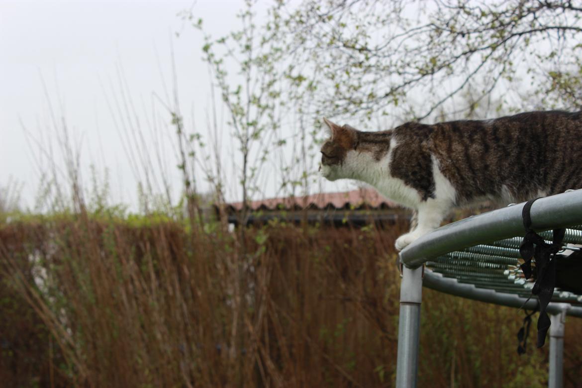 Manx ~ Frida AkA. Mis - ♥.
Forår 2013. billede 10