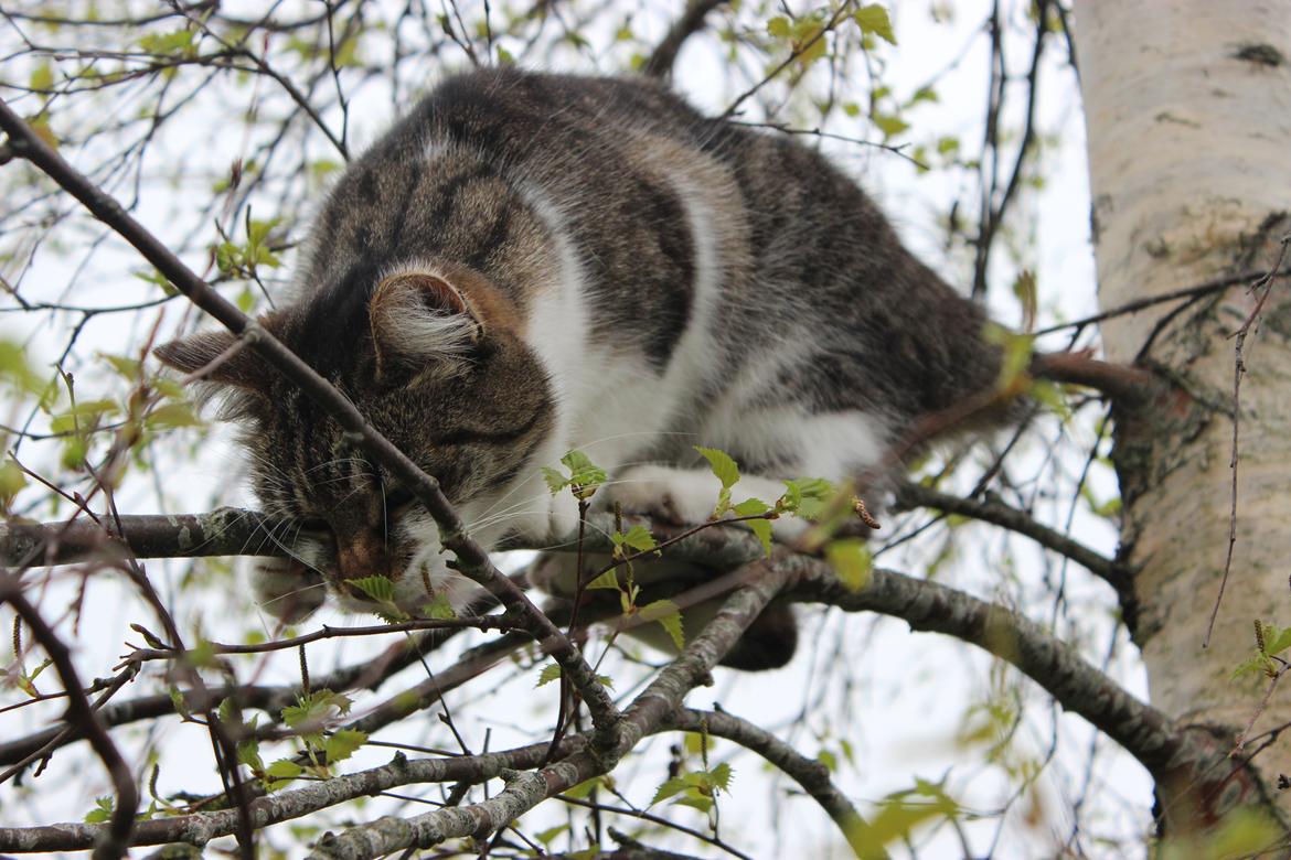 Manx ~ Frida AkA. Mis - ♥.
Forår 2013. billede 11