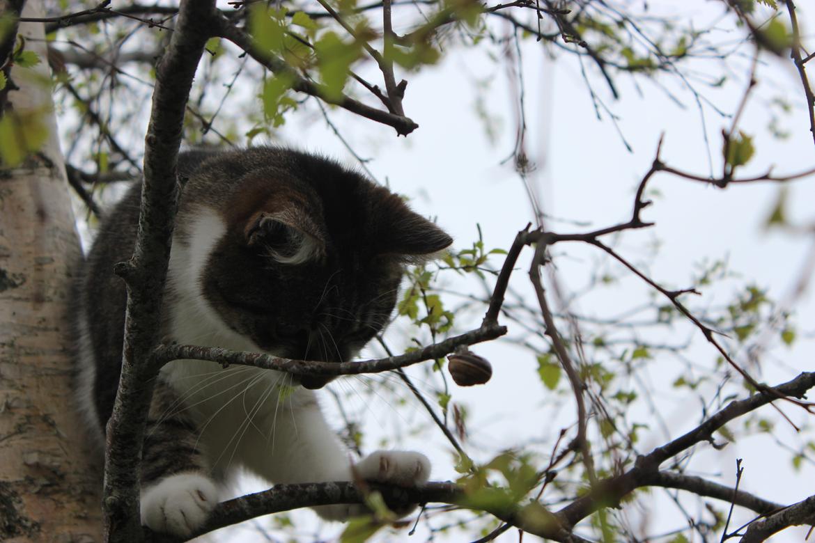 Manx ~ Frida AkA. Mis - Puha, der langt ned! ♥.
Forår 2013. billede 12