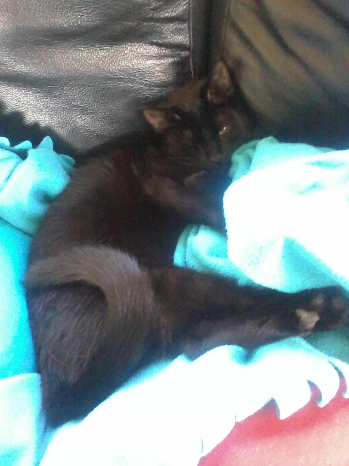 Huskat Lakrids billede 6