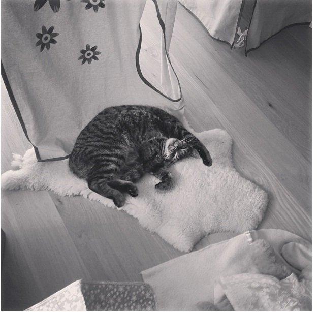 Blanding af racer Sigurd billede 13