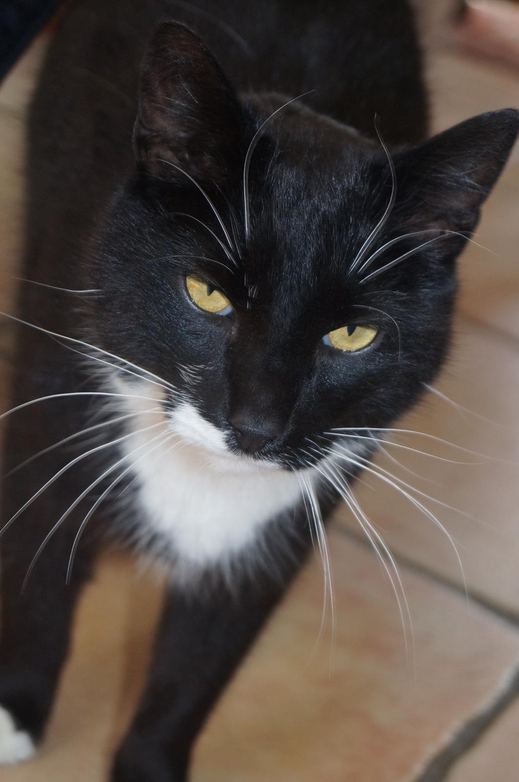 Blanding af racer Killer billede 9