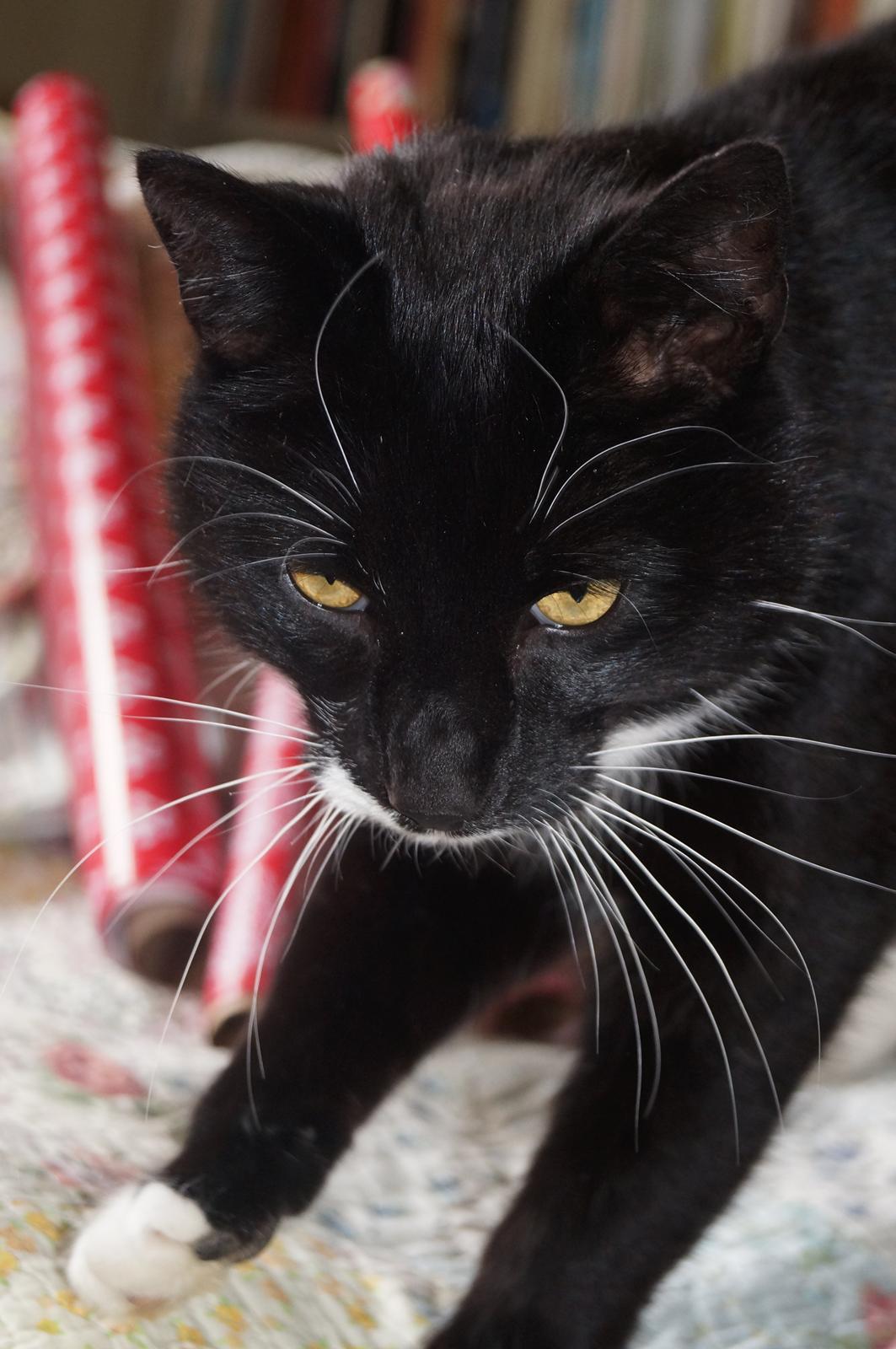 Blanding af racer Killer billede 12