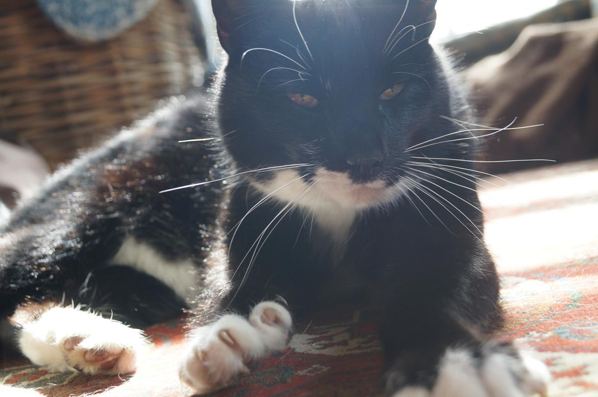 Blanding af racer Killer billede 7