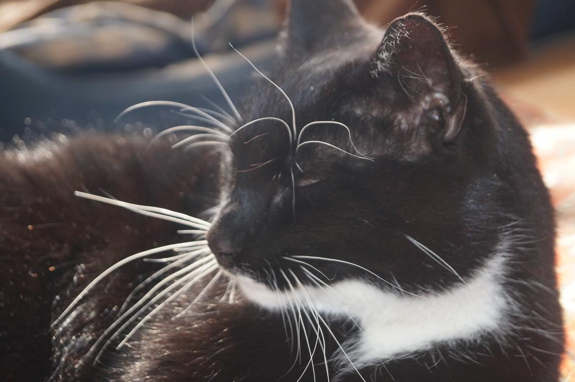 Blanding af racer Killer billede 8