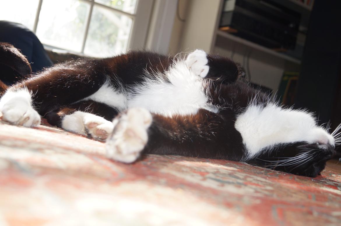 Blanding af racer Killer billede 10