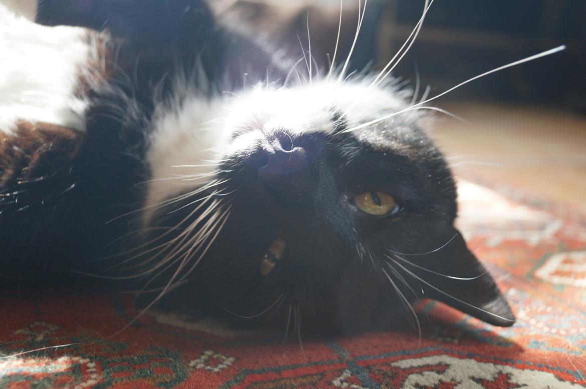 Blanding af racer Killer billede 11