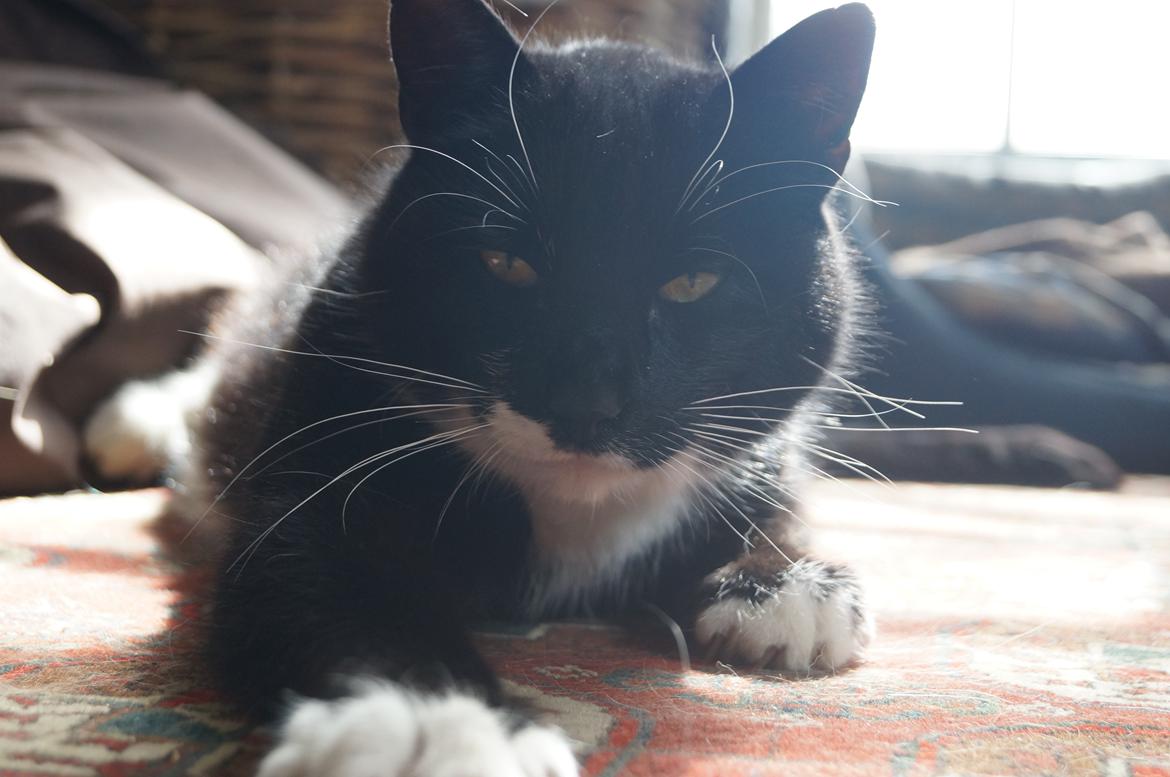 Blanding af racer Killer billede 13