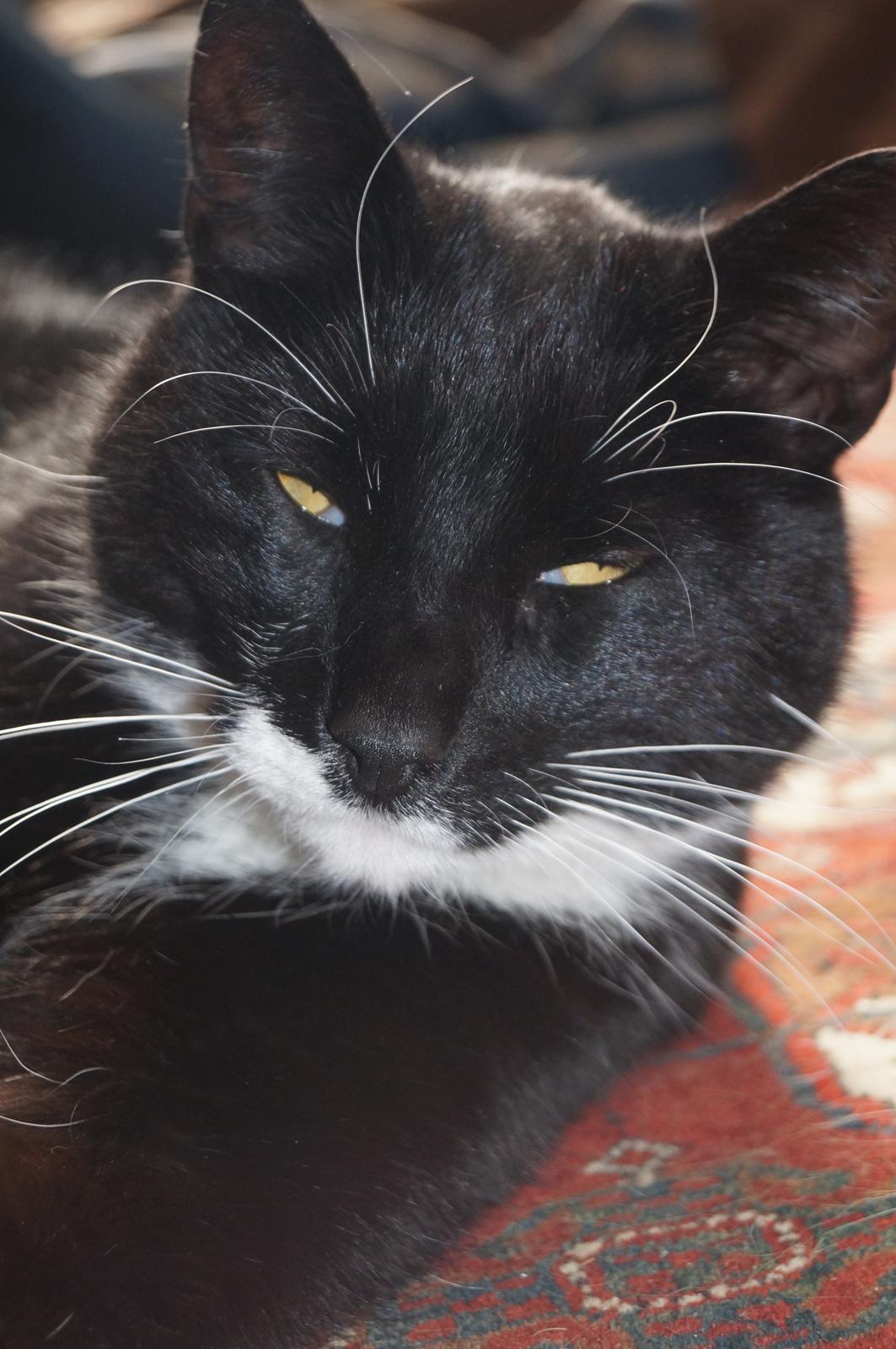 Blanding af racer Killer billede 14