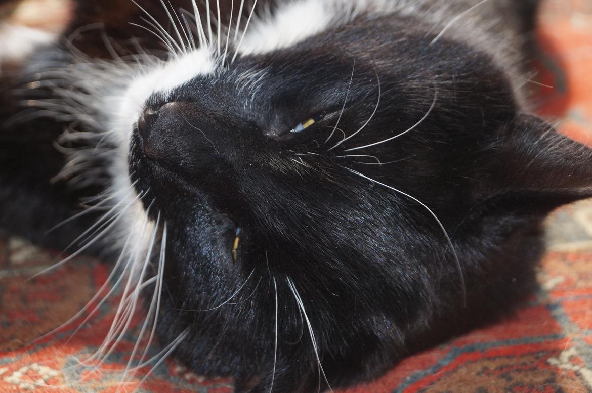 Blanding af racer Killer billede 15