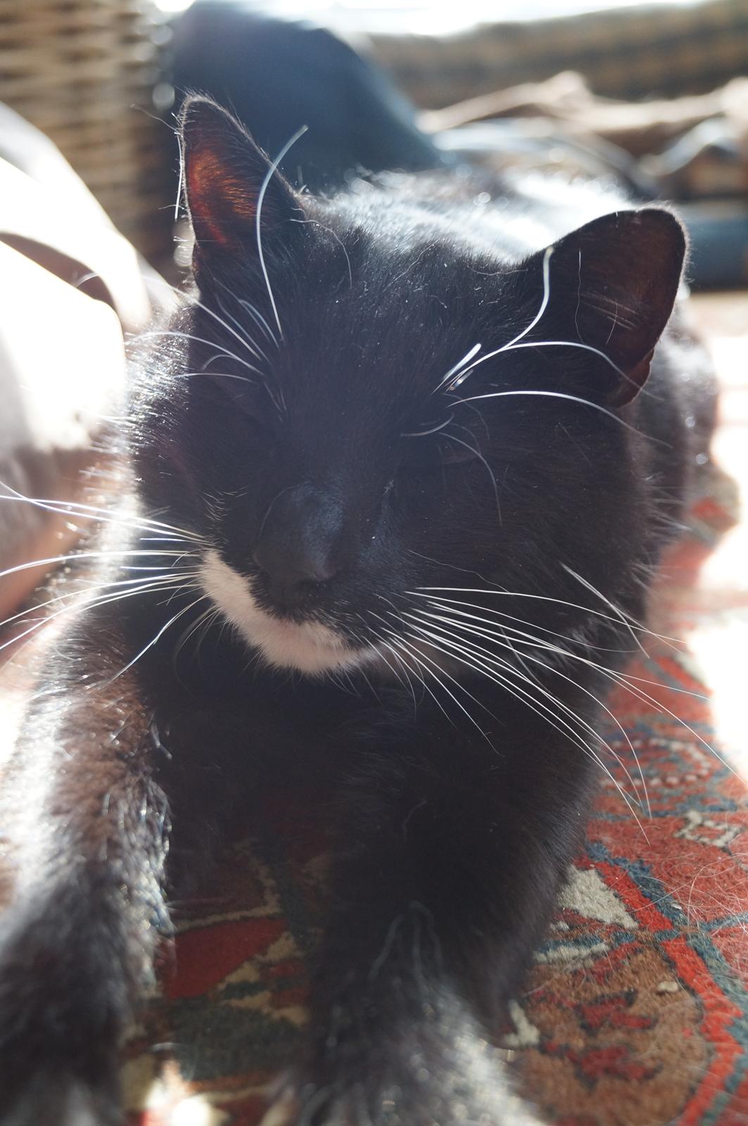 Blanding af racer Killer billede 16